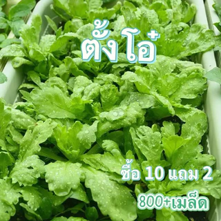 ตั้งโอ๋ เมล็ดพันธุ์ตั้งโอ๋ 800+เมล็ด[ 10 เเถม 2 คละได้ ]