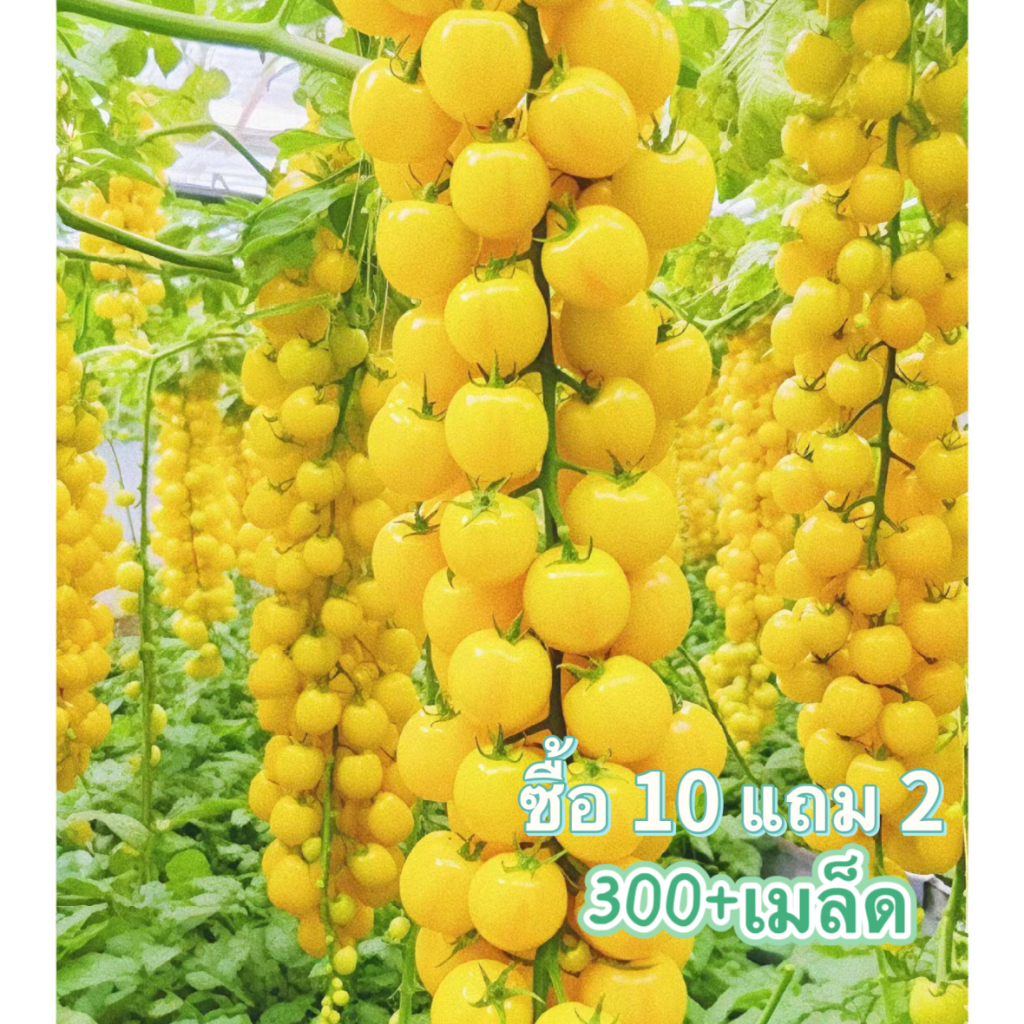 เมล็ดพันธุ์ มะเขือเทศเชอรี่ ซันโกลด์  มะเขือเทศซันโกลด์(Sungold Tomato Seed) หวาน คุณภาพดี ของแท้ 100%[10 เเถม 1คละได้]