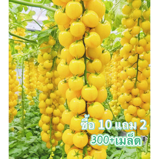 เมล็ดพันธุ์ มะเขือเทศเชอรี่ ซันโกลด์  มะเขือเทศซันโกลด์(Sungold Tomato Seed) หวาน คุณภาพดี ของแท้ 100%[10 เเถม 1คละได้]