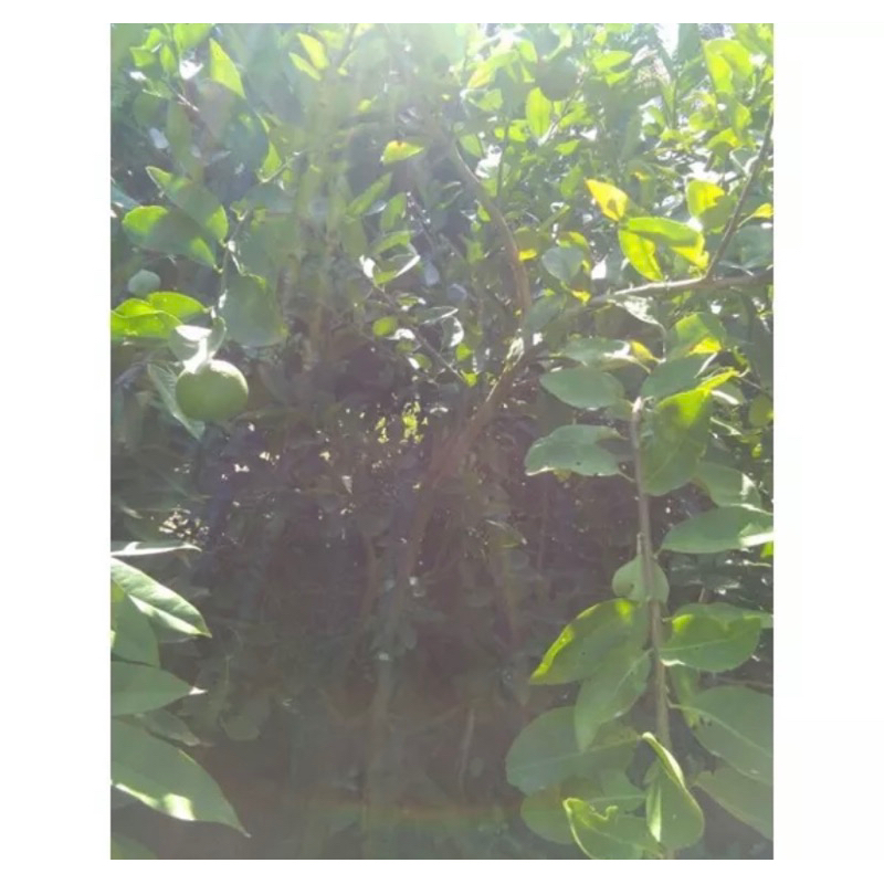 มะนาวแป้นพิจิตร 1 🔥กิ่งทาบเสียบยอดขนาด50-70cmต้นแข็งแรงมีรากแก้วชำเรียบร้อยพร้อมปลูก บางก็เริ่มออกดอกออกลูกแล้ว - รูปที่ 2