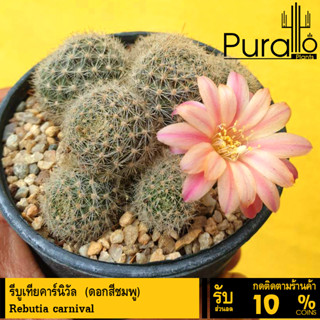 ต้นกระบองเพชร แคสตัส รีบูเทียคาร์นิวัล Rebutia carnival (ดอกสีชมพู) #cactus #Mammilaria #Rebutia