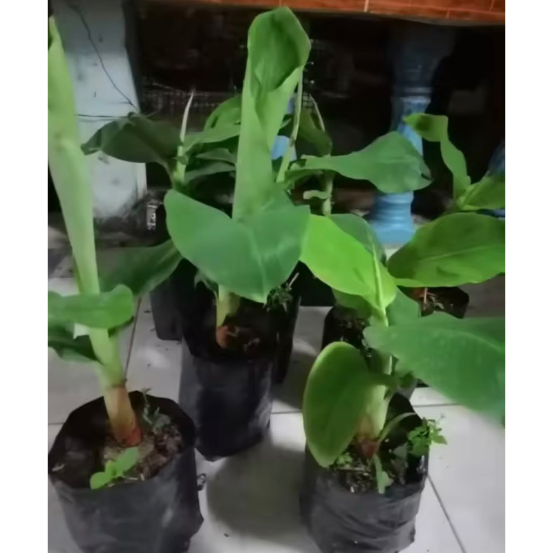 ปลูกกล้วยหอม ต้นกล้วยหอมทอง (มีใบพร้อมปลูก) ต้น โตไว ส่งทั้งต้นพร้อมดิน ไปลงปลูกได้เลย กล้วยหอม