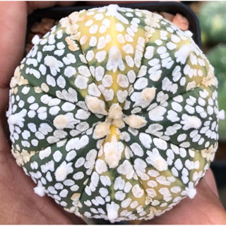 ⭐️🌟⭐️ ซุปเปอร์ด่าง ลายซุปเปอร์วีมาเต็มลายด่างมาดี 😍🧡💛💚Astrophytum asterias Super Kabuto V type Variegata