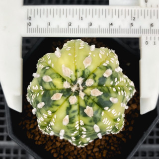 astrophytum v-type variegated แอสโตรด่างวีไทป์ (ส่งเคาะราก)