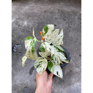 อิพิมาเบิ้ล Epipremnum pinnatum marble Variegated ส่งพร้อมกระถาง