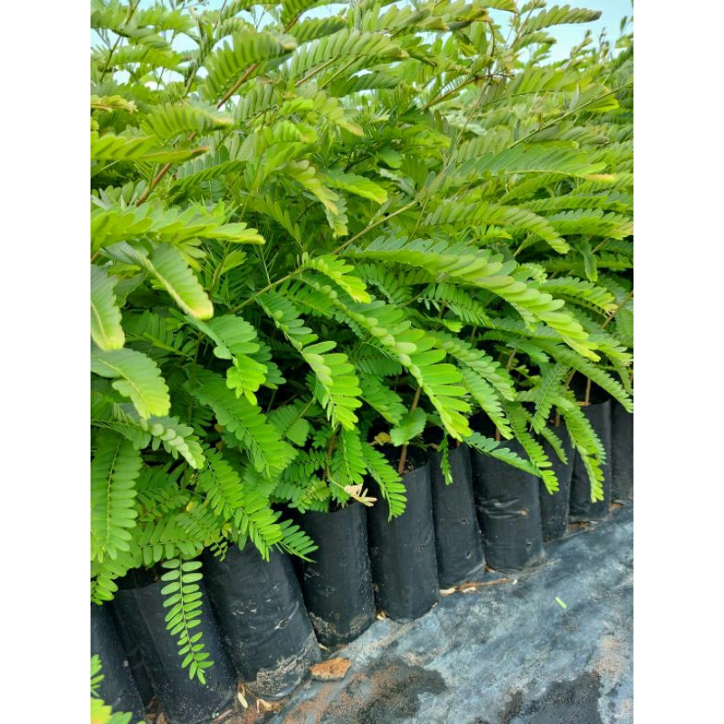 ต้นมะขามป้อม ยักษ์ทวานอินเดีย/ซื้อ 5แถม 1ถุง/ผลใหญ่ติดผลดกทั้งปี - รูปที่ 3