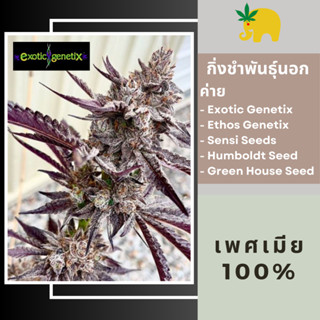 กิ่งชำโฟโต้ ปักชำ ต้นโคลนกัญชา กิ่งชำค่าย Exotic Genetix, Ethos และ อื่นๆ เพศเมีย 100% Cannabis Photo Clone Feminized