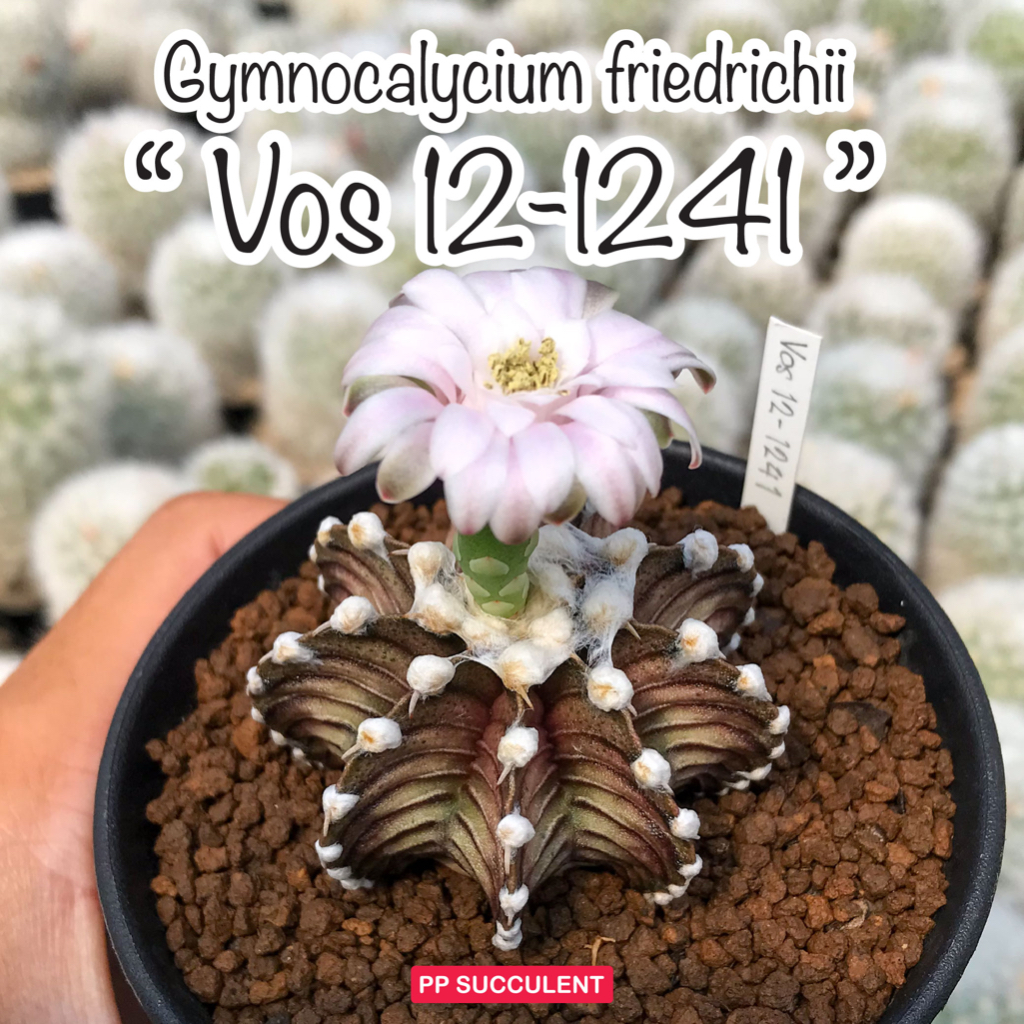 Gymnocalycium friedrichii " Vos12-1241 " ยิมโน vos1241