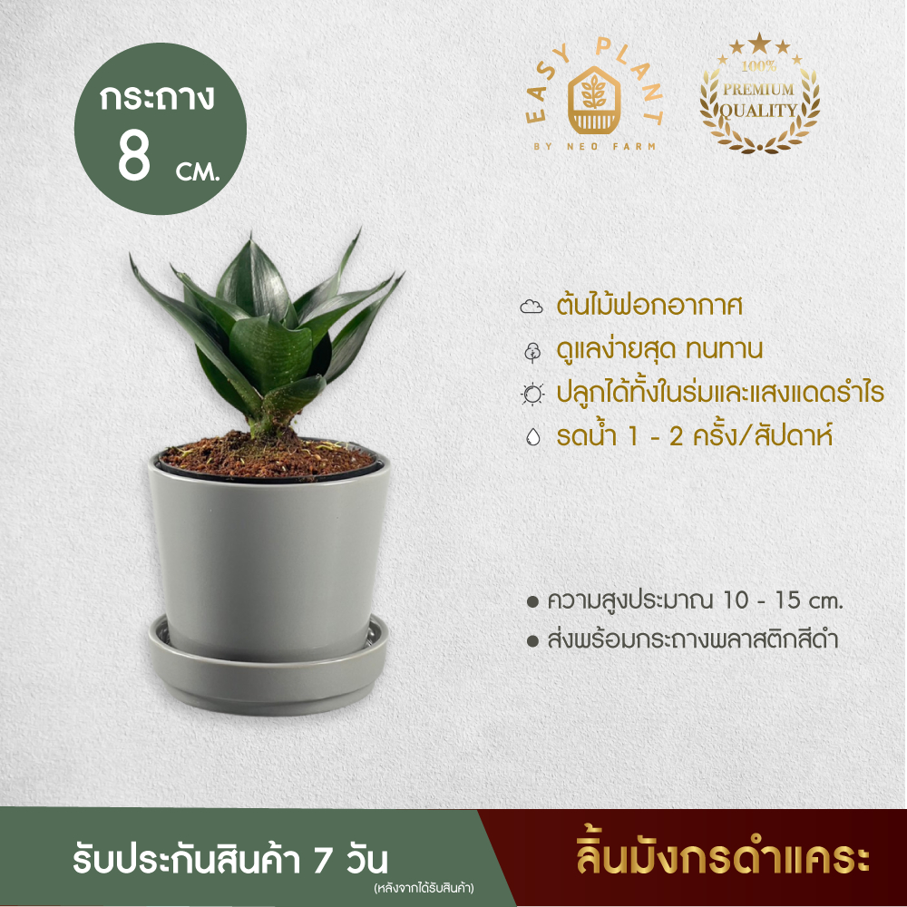 ลิ้นมังกรดำแคระ  ต้นไม้ฟอกอากาศ : Hahnii black ต้นไม้จิ๋ว ต้นไม้ประดับ ตกแต่งบ้านและสวน ต้นไม้มินิมอล - easyplant