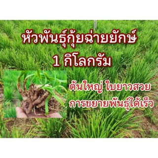 พันธุ์กุยช่าย ต้น ใหญ่ หัวพันธุ์กุ้ยฉ่ายยักษ์พันธุ์กุ้ยฉ่าย 1กิโลใบ