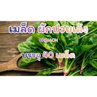 เมล็ดพันธุ์ ผักปวยเล้ง SPINACH