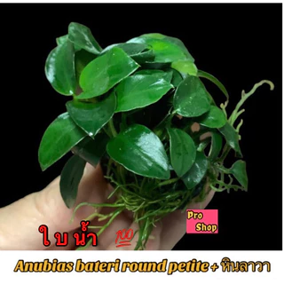 🔥Anubias petite 🍃🌱🌿 ใบน้ำ 💯 อนูเบียสแคระ ไม้น้ำยอดนิยม ฟอร์มสวย เต็มพอต👍