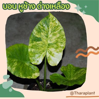 บอนหูช้างด่างเหลือง ลายด่างสวย Alocasia Gageana Aura Variegated บอนด่าง หูช้างด่างเหลือง หูช้าง (ต้นจริงตามรูป)