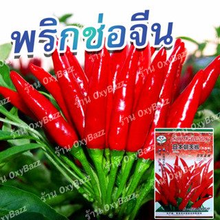 [ซองใหญ่ 500 เมล็ด] เมล็ดพันธุ์พริกช่อจีน  เมล็ดพริกช่อ Thee Cherry Pepper