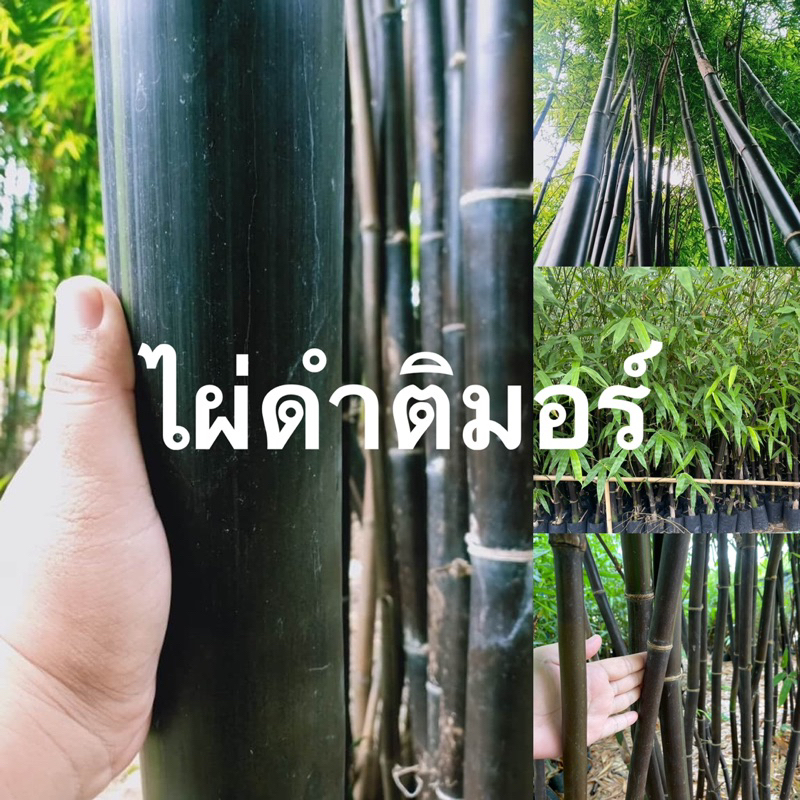 ไผ่ดำ/ไผ่ดำติมอร์>ไผ่ประดับสวยงาม>ลำมีสีดำ🎉ราคาต้นละ159บาท!!!พร้อมปลูกน