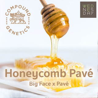 กิ่งชำ กิ่งชำค่าย ต้นโคลน (Clones) Honeycomb Pavé ค่าย Compound Genetics ค่ายแท้ 100% เพศเมีย Indoor