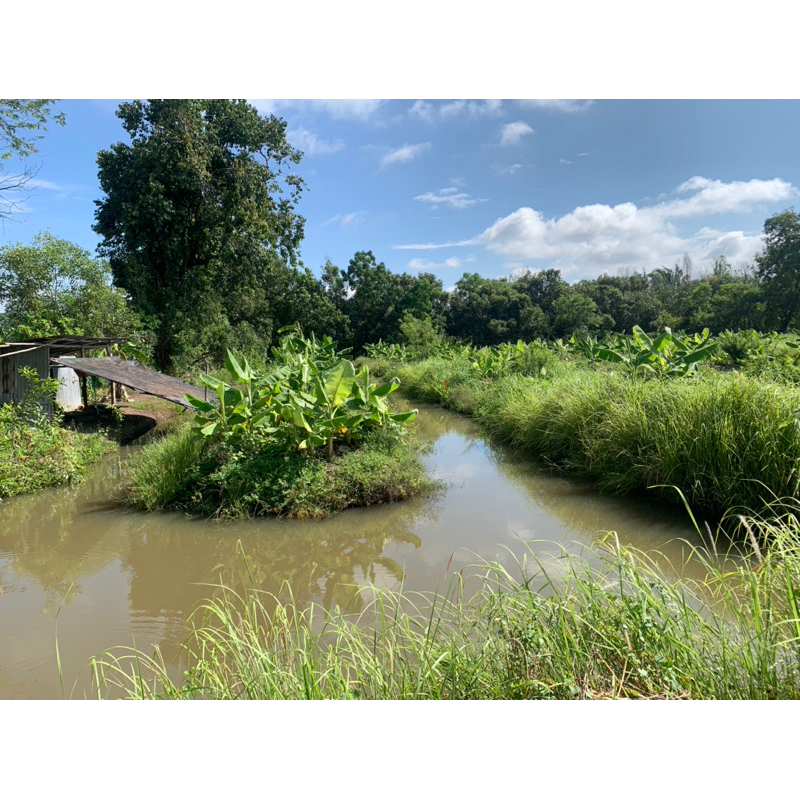 กล้วยน้ำว้าพันธุ์มะลิอ่อง ชุด 3 หน่อ 99 บาท ผลสุกหวานอร่อยขายได้ราคาสูง หรือที่ใช้ทอดกล้วยแขก ปลูกง่ายปลูกได้ทุกพื้นที่ - รูปที่ 4