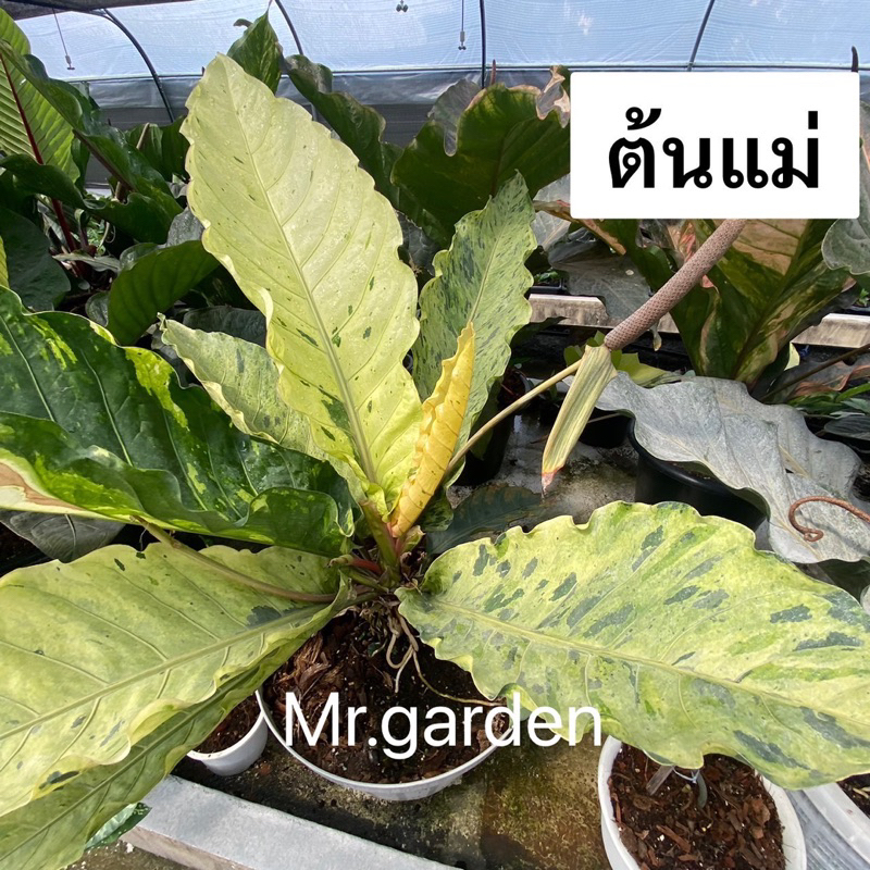 ต้นโชคเก้าชั้นด่าง Anthurium Renaissance เมล็ดโชค โชค9ชั้น ด่างขาว ด่างชมพู ด่างเหลือง แข็งแรง รากเดิน ราคา ถูกที่สุด ดีลบีเคเค แกลเลอรีภาพที่ 6