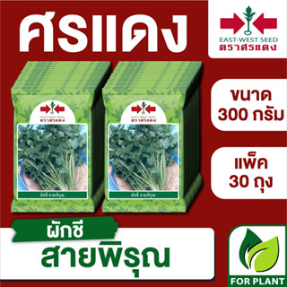 ขายส่ง เมล็ดพันธุ์ ศรแดง BIG ผักชี สายพิรุณ ขนาด 300 กรัม (300 กรัม X 30 ถุง)