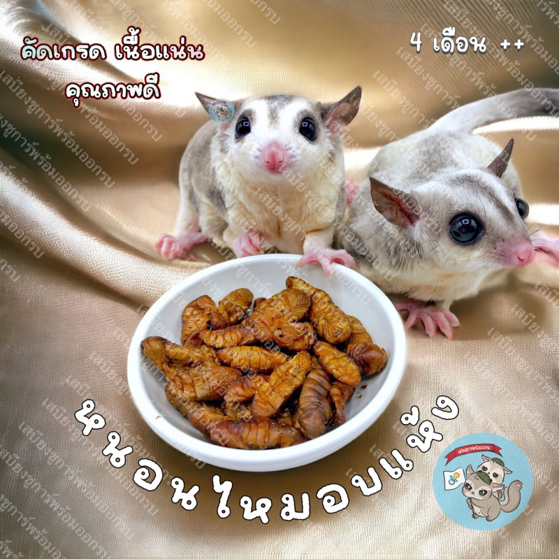 ( หนอนไหมอบแห้ง ) ดักแด้อบแห้ง​ หนอนไหม​ ดักแด้​ จิ้งหรีด​ สะดิ้ง​ หนอนนก อาหารชูการ์ ดอร์เมาส์​ แฮมสเตอร์ เม่นแคระ