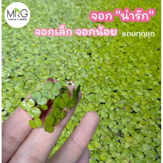 🌱พืชไม้น้ำ🌱จอกเล็ก ต้นละ1บาท ขั้นต่ำ20ต้น จอกจิ๋ว จอกเล็ก จอก ไม้น้ำ พืชน้ำ สาหร่าย