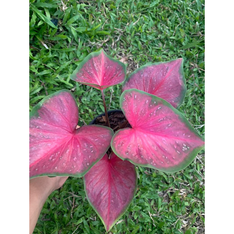 บอนสีเทพเทวากัดสีสวยๆ มี2 ต้นในหนึ่งกระถาง