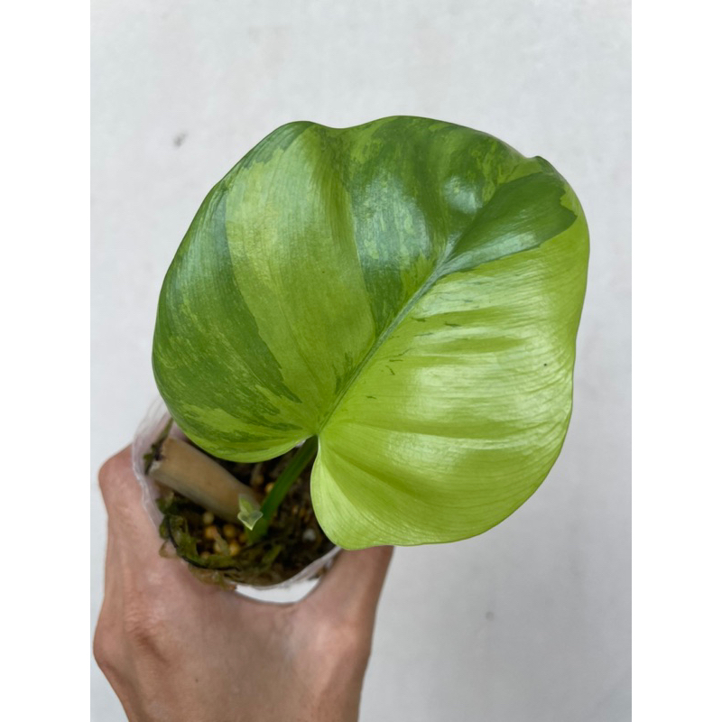 Philodendron Violin variegated