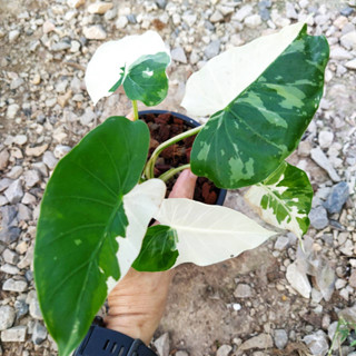 โอกินาว่าซิลเวอร์ ต้นบอน Alocasia Okinawa Silver