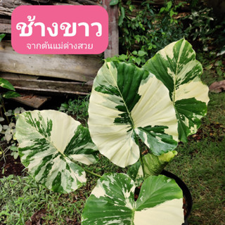 [เก็บโค้ดลด30หน้าร้าน] บอนหูช้างด่างขาว Alocasia Gageana Albo Variegated ต้นหูช้าง ช้างขาว ต้นช้างขาว หูช้างด่าง