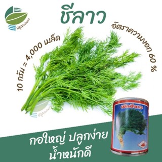 เมล็ดพันธุ์ ชีลาว (Dill)