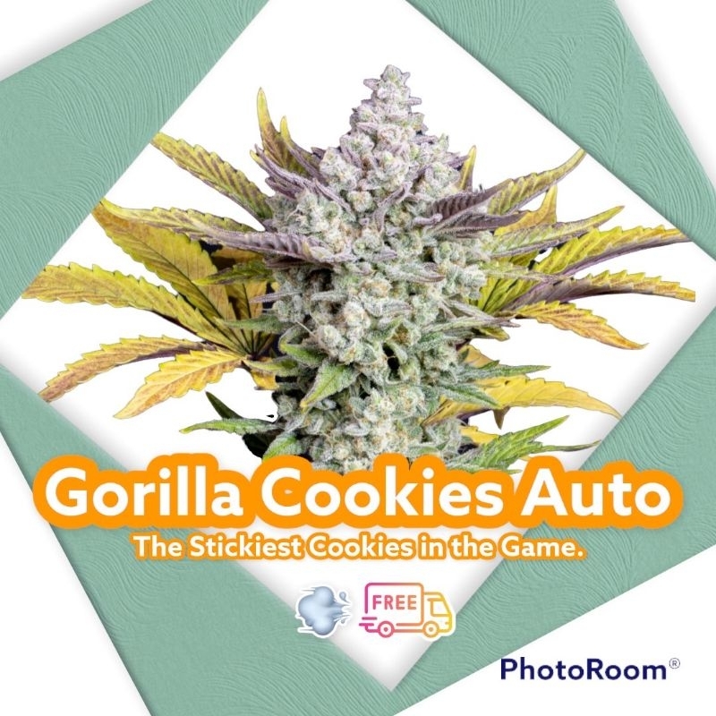 คัดเพศเมีย เมล็ดกัชชา Gorilla Cookies สายพันธุ์แท้ไม่ผสมนำเข้าจากอเมริกา รับประกันการงอก ฟรีปุ๋ยฮอร์โมน เร่งโต