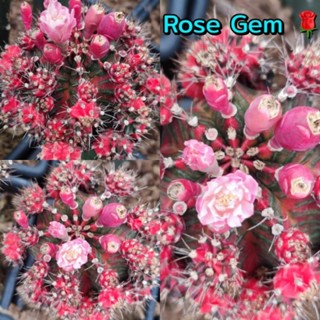 เมล็ด Rose Gem 🌹 เก็บสดๆใหม่ๆจากในสวน