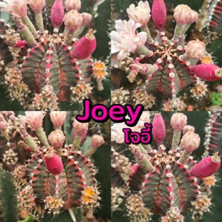 เมล็ด Joey [โจอี้] เก็บสดๆใหม่ๆจากในสวน