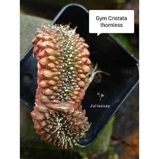 Gymnocalycium cristata thornless ยิมโนคริสไร้หนาม ไม้เมล็ด cactus c