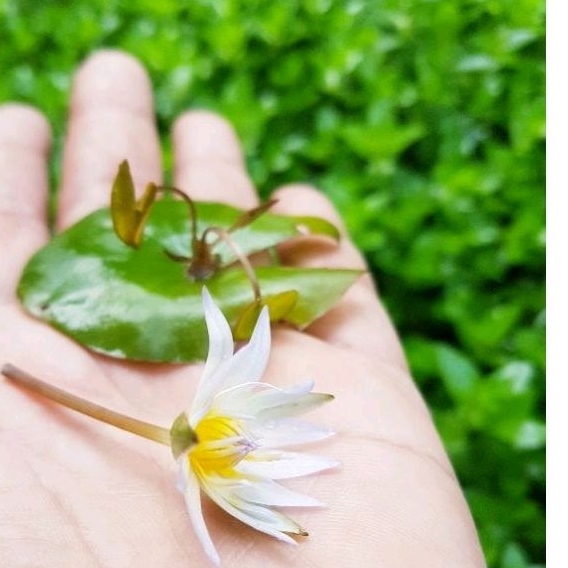 💖บัวจิ๋วจิ๋ว💖จิ๋วจริงมุ้งมิ้งๆ💖ดอกดกม๊ากๆ💓.💟💕อัศจรรย์พันธ์ไม้💕 - รูปที่ 5