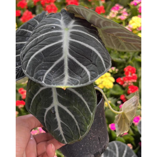 Alocasia black velvet แบล็คเวลเวท เลือกต้นได้ ใบเหมือนกำมะหยี่ น่าสะสม