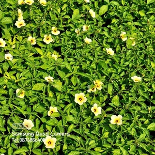 ต้นดอกบานเช้า สีเหลือง,สีขาว สวยหวาน ดอกใหญ่