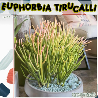 🩵🌵🎋Euphorbia Tirucalli เจ้าก้านป๊อกกี้ด่างชมพู 💓 เลี้ยงได้ทั้งชื้นในร่ม แดดรำไร ยิ่งเจอแดดยิ่งก้านสีชมพู แตกกิ่งก้านเก่ง