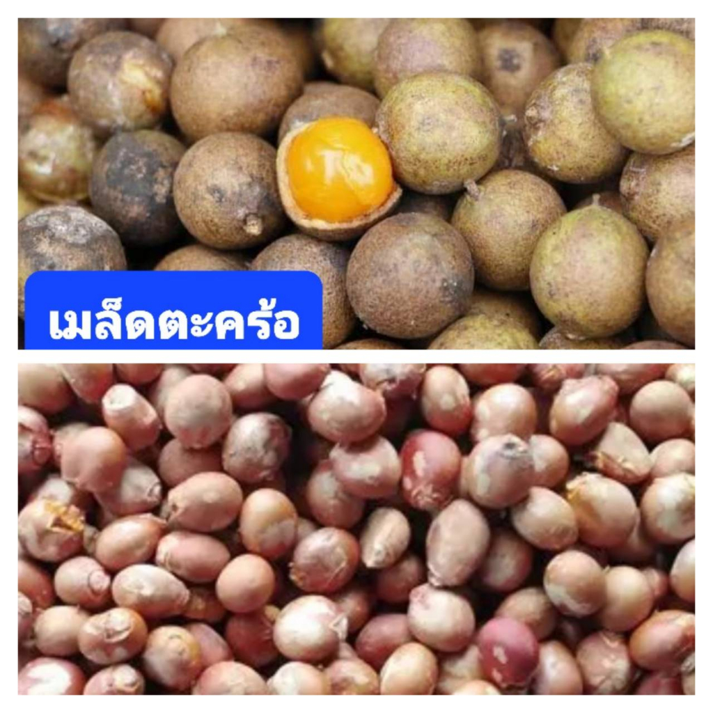 เมล็ดตะคร้อ หมากค้อ 15 เมล็ด บักค้อ ต้นโชค ตะคร้อป่า(สำหรับปลูก)