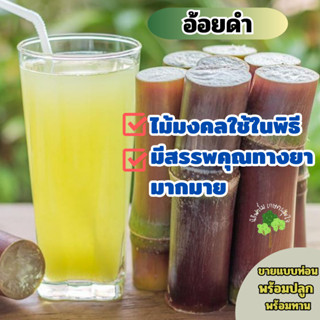 ต้นอ้อยดำ ไม้มงคล มีสรรพคุณทางยามากมาย ปลูกง่าย รสชาติดี