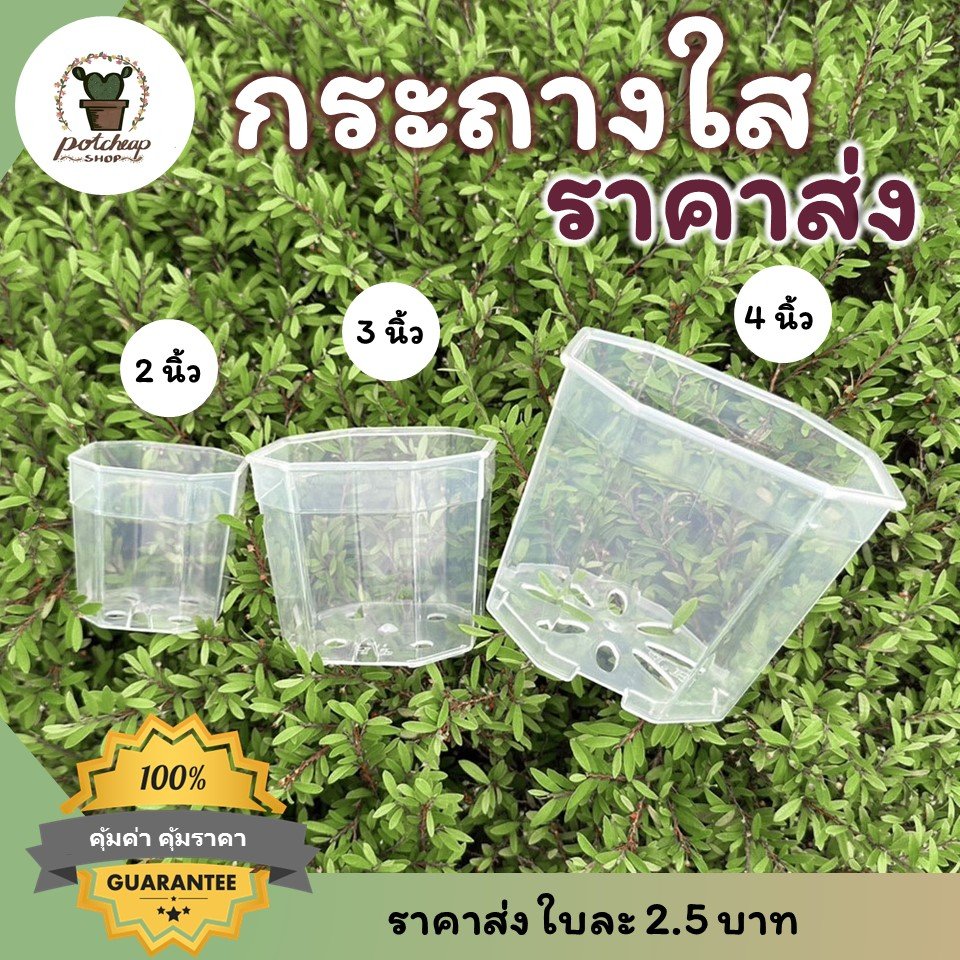 กระถางใสราคาส่ง พลาสติกเนื้อหนา HP ใส่แคคตัส กระบองเพชร
