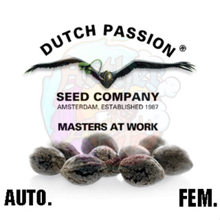 [แบ่งจากแพ็ค] Dutch Passion ALL Strains สายพันธุ์ขึ้นชื่อ "ตีนเป็ด"