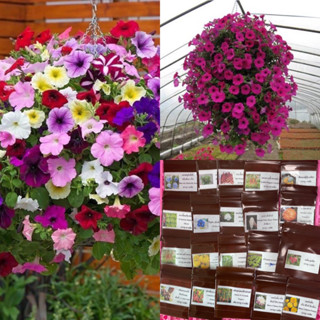 เมล็ดพันธุ์ ดอก พิทูเนีย เตี้ย คละสี และ ชมพู ( Petunia Seed ) บรรจุ 200 เมล็ด