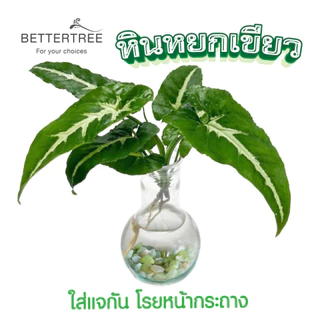 หินหยกเขียว ปริมาณ 250 กรัม ขนาด 1-2 cm หิน หินตกแต่งกระถาง หินสี