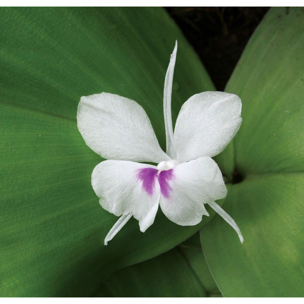 ต้นพันธุ์เปราะหอม ว่านเสน่ห์จันทร์หอม   หอมเปราะ  ว่านหอม ว่านแผ่นดินเย็น ว่านตีนดิน  เปราะ  ว่านนกยูง  ถุงดำ 39บาท - รูปที่ 2