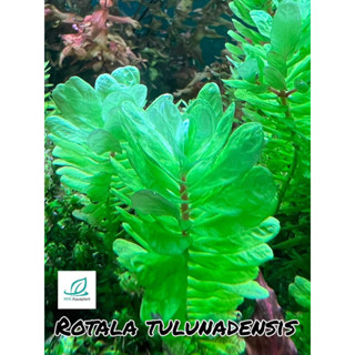 ROTALA TULUNADENSIS ไม้ข้อโตช้า