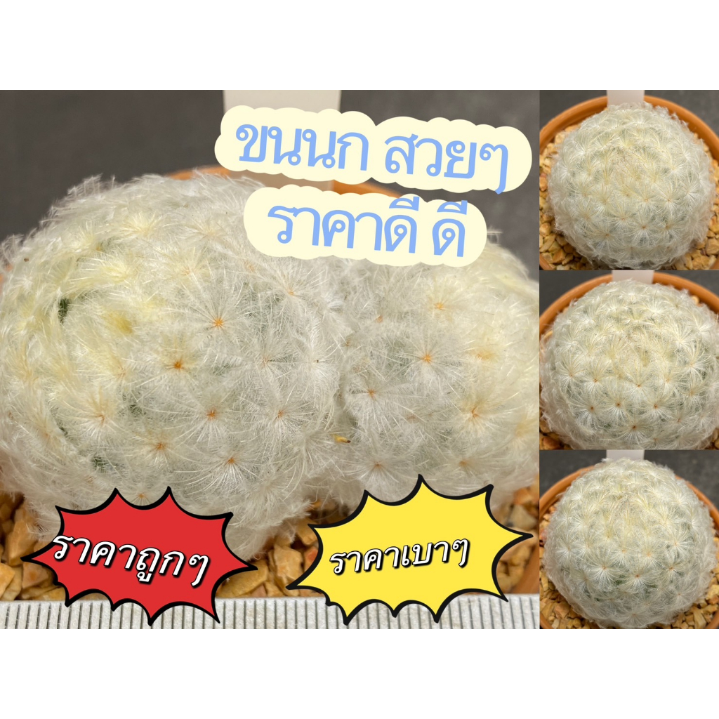 แมมมิลลาเรียขนนกญี่ปุ่น (Mammillaria plumosa F.A.C.Weber) ขนสวยคัดพิเศษ แคคตัส Cactus กระบองเพชร (N1)