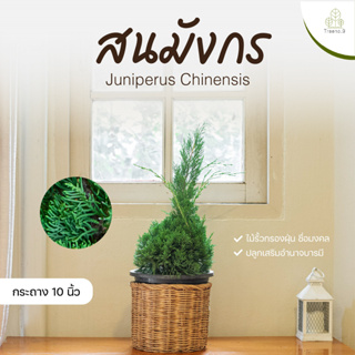 Treeno.9 T95 สนมังกร Juniperus Chinensis กระถาง 10 นิ้ว สนประดับต้นคริสมารต์ ทรงสวยมาก ไม้ประดับ