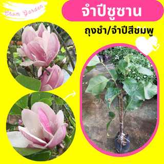 ต้นจำปี จำปีซูซาน จำปีสีชมพู