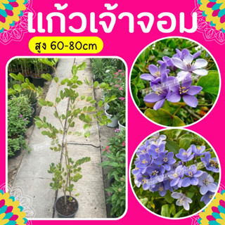 ต้นแก้วเจ้าจอม พันธุ์ 6 ใบ สูง 60-80 cm.